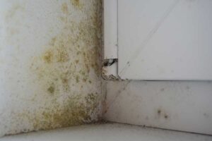 Lee más sobre el artículo Pintura para pared con humedad