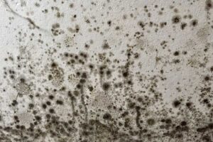 Lee más sobre el artículo Pintura antihumedad para baños en Barcelona: cómo mantener tu baño seco, limpio y libre de moho